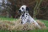 DALMATIEN 474